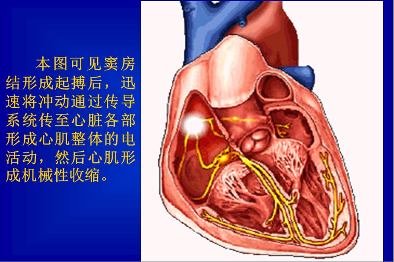 心电图讲稿1课件-文档资料.ppt_第3页