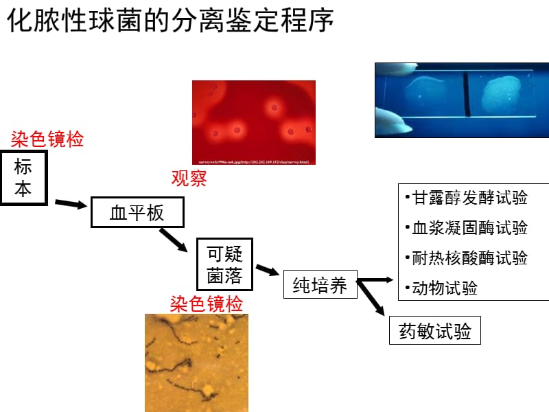 最新微生物学第7章细菌与病毒的微生物学检查20091106-PPT文档.ppt_第2页