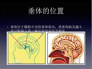 垂体瘤手术入路ppt课件-PPT文档.pptx