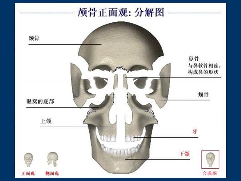 口腔颌面颈部系统解剖-PPT文档.ppt_第3页