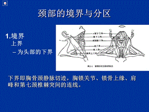 最新局解验颈部-PPT文档.ppt