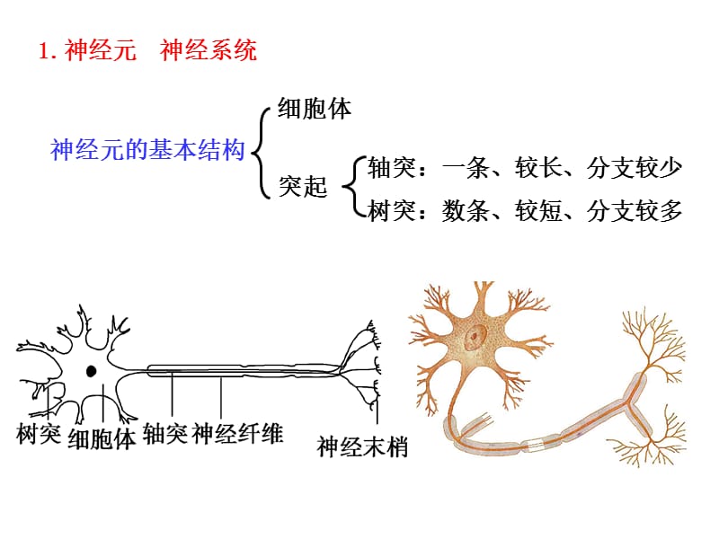 27神经调节-精选文档.ppt_第1页