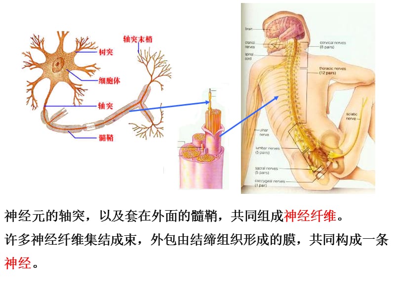 27神经调节-精选文档.ppt_第2页