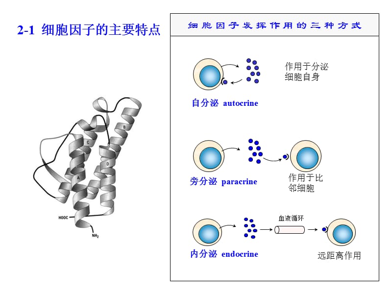 2-细胞因子及其受体-精选文档.ppt_第2页