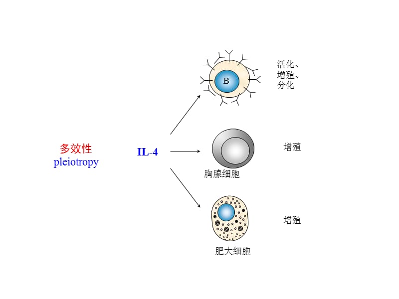 2-细胞因子及其受体-精选文档.ppt_第3页