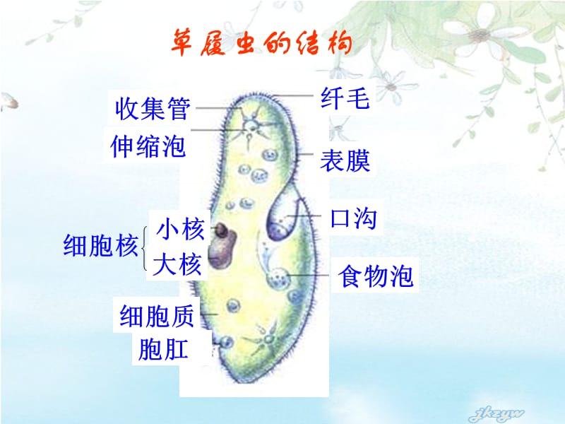 2018年没有细胞结构的生物——病毒-文档资料.ppt_第1页