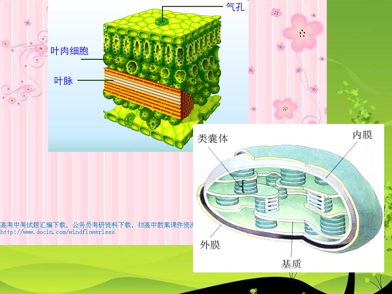 光合作用与细胞呼吸复习-精选文档.ppt_第2页