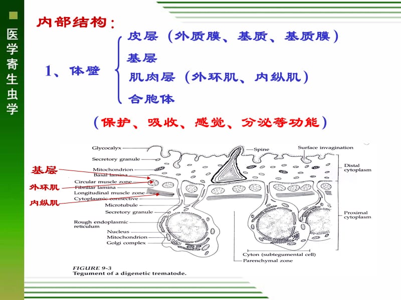 吸虫概论、肝吸虫、肺吸虫ppt课件-文档资料.ppt_第2页