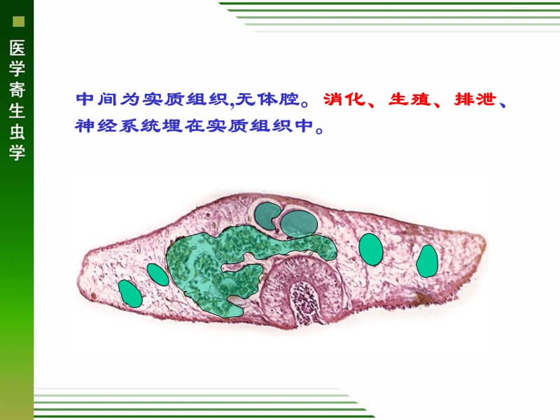 吸虫概论、肝吸虫、肺吸虫ppt课件-文档资料.ppt_第3页