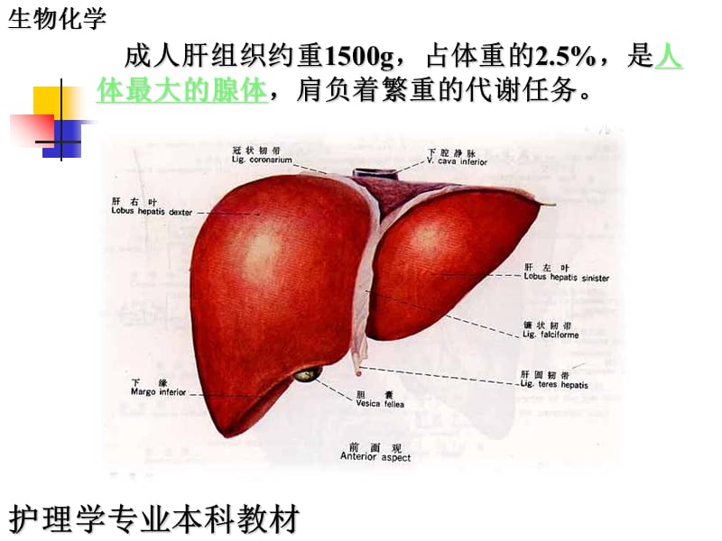 2018年15第十五章肝胆生物化学-文档资料.ppt_第1页