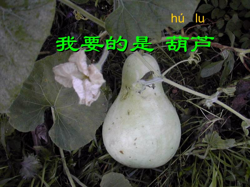 我要的是葫芦[1].ppt_第2页