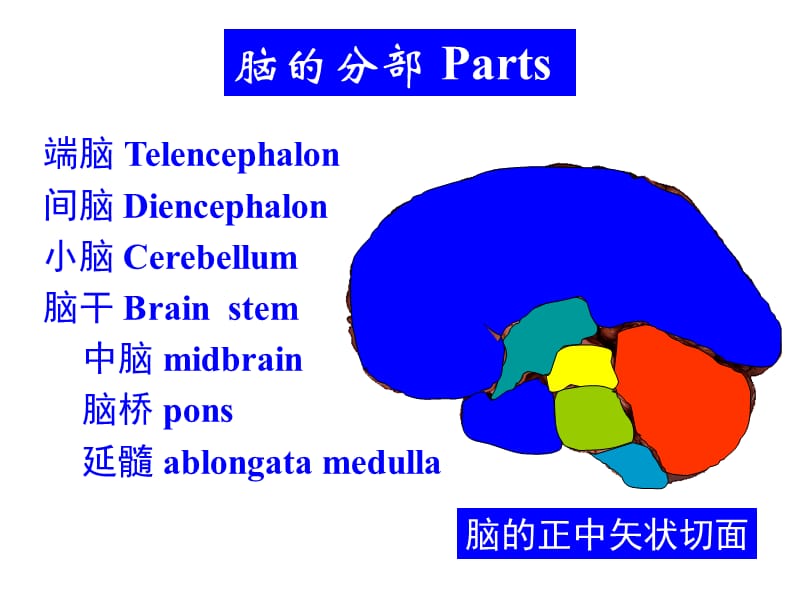 14小脑间脑-PPT文档.ppt_第1页