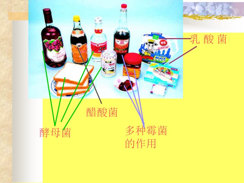 新人教版生物学八年级上册第五单元第五章第二节人类对细菌和真菌的利用精品课件-文档资料.ppt_第2页