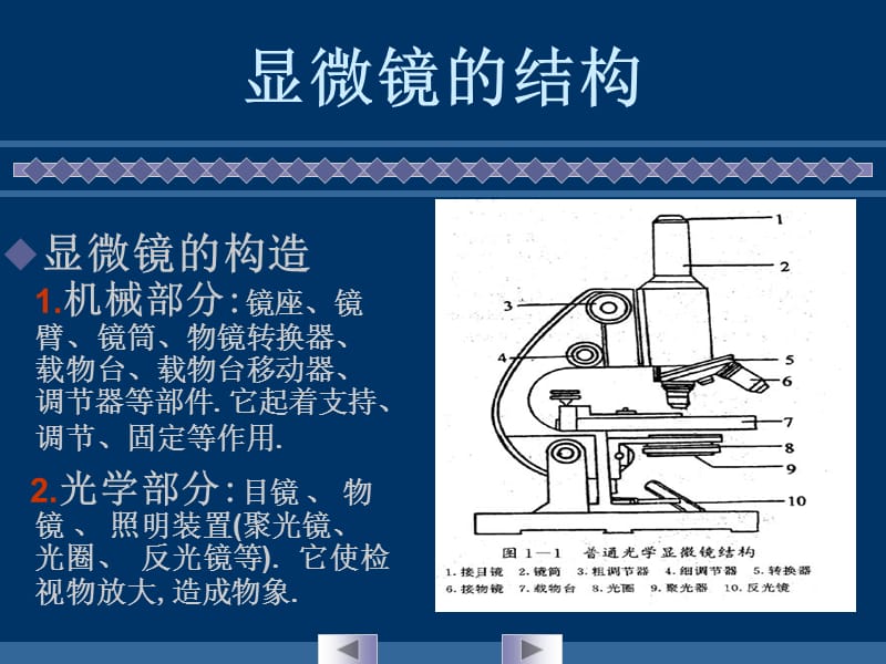 显微镜的使用与细胞形态的观察-精选文档.ppt_第2页