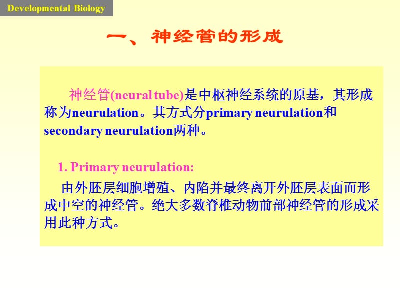 2018年发育生物学课件神经系统的发育-文档资料.ppt_第2页