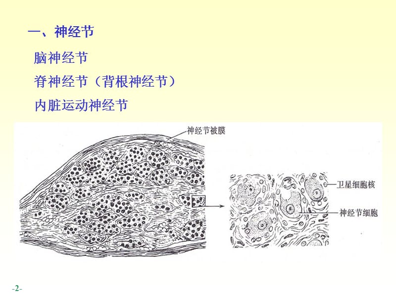 2018年14脊神经-人体结构学-文档资料.ppt_第2页