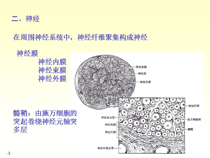 2018年14脊神经-人体结构学-文档资料.ppt_第3页