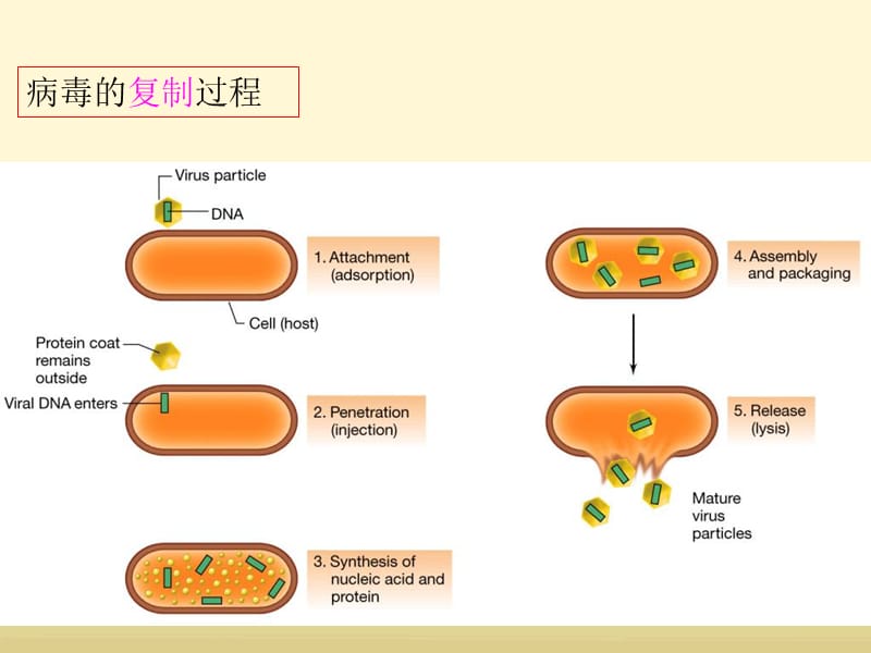 2010-3病毒遗传分析-PPT文档.ppt_第3页