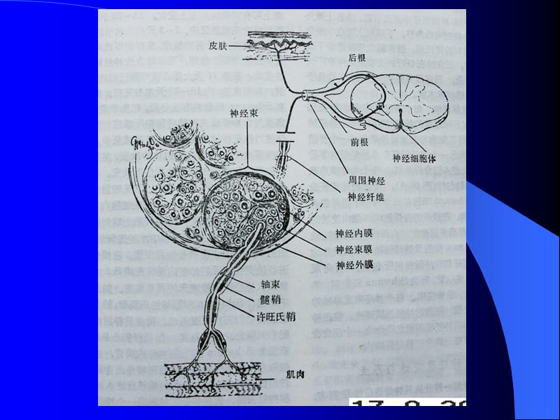 哈尔滨医科大学-外科学课件-周围神经损伤-精选文档.ppt_第3页