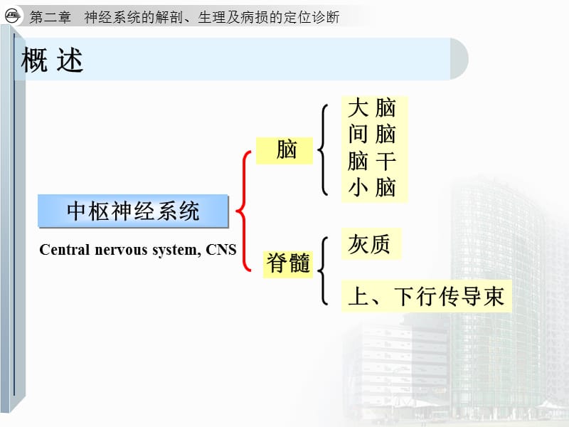 大脑解剖及定位-PPT文档.ppt_第1页