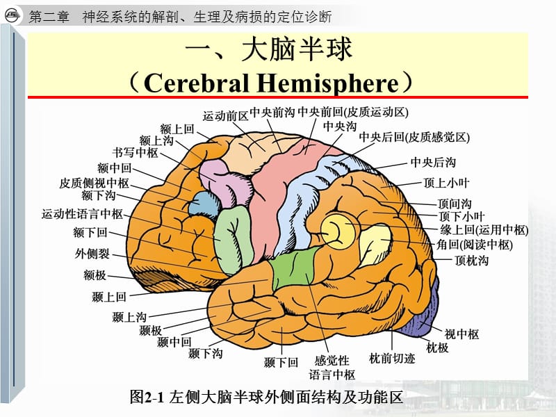 大脑解剖及定位-PPT文档.ppt_第3页