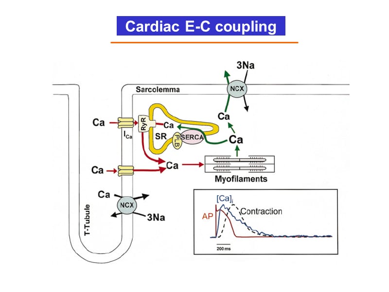 最新Calcium Cycling in Cardiac Cells在心肌细胞钙循环-PPT文档-文档资料.ppt_第1页