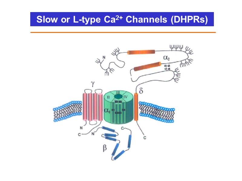 最新Calcium Cycling in Cardiac Cells在心肌细胞钙循环-PPT文档-文档资料.ppt_第2页