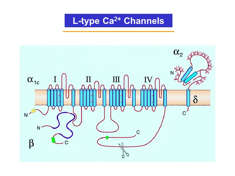 最新Calcium Cycling in Cardiac Cells在心肌细胞钙循环-PPT文档-文档资料.ppt_第3页