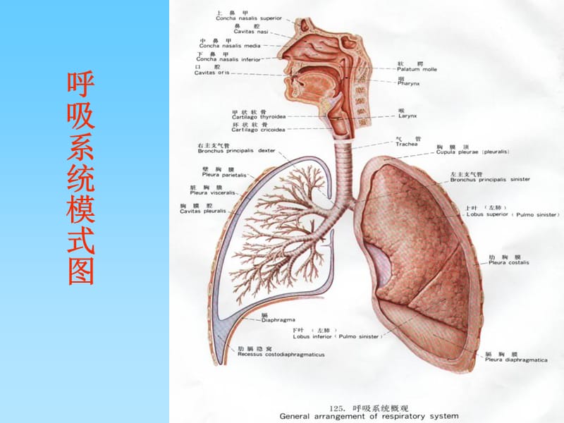 最新人体各主要部分的解剖第四节呼吸系统-PPT文档.ppt_第2页