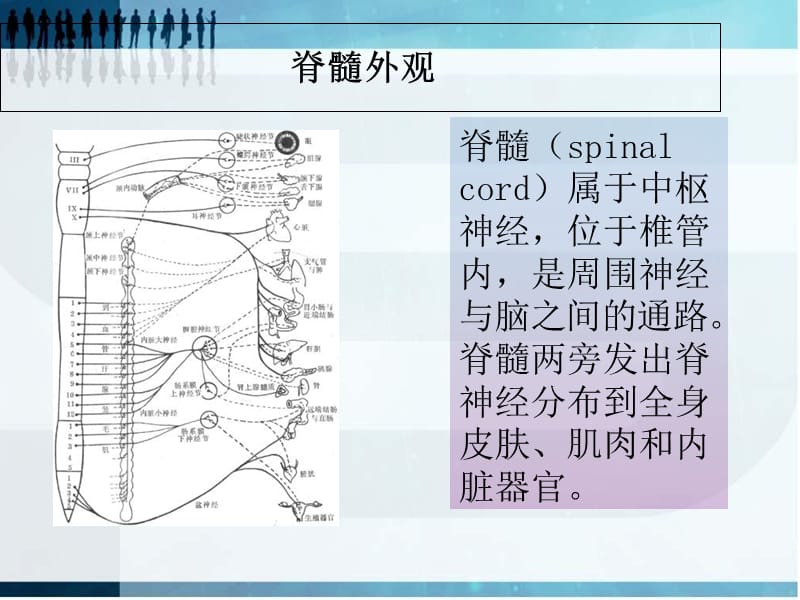 2018年脊髓胸腰段损伤完整版-文档资料.ppt_第2页