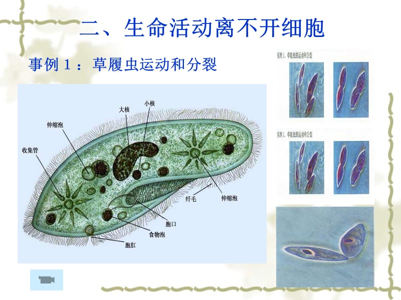 最新：一轮复习1.1走进细胞17.3.14-文档资料.ppt_第3页