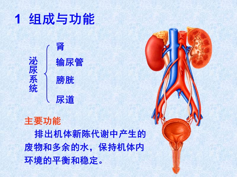 最新泌尿科手术配合要点演示文稿-PPT文档.ppt_第1页