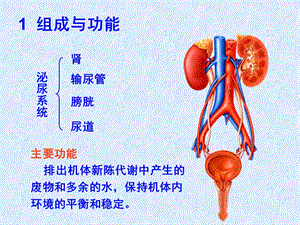 最新泌尿科手术配合要点演示文稿-PPT文档.ppt