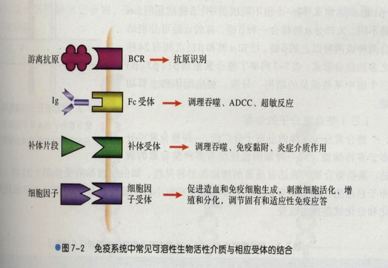 6第六章 细胞因子-PPT文档资料.ppt_第1页