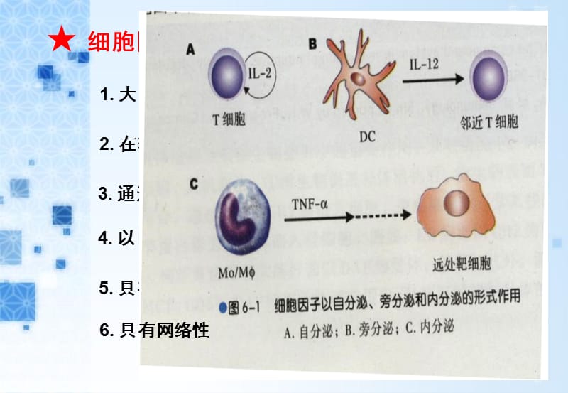 6第六章 细胞因子-PPT文档资料.ppt_第3页