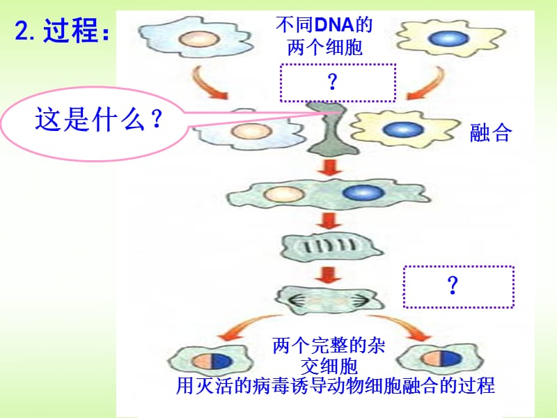 人教版教学课件222动物细胞融合与单克隆抗体-PPT文档资料.ppt_第3页