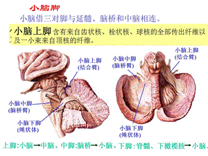 30小脑,间脑-PPT文档资料.ppt