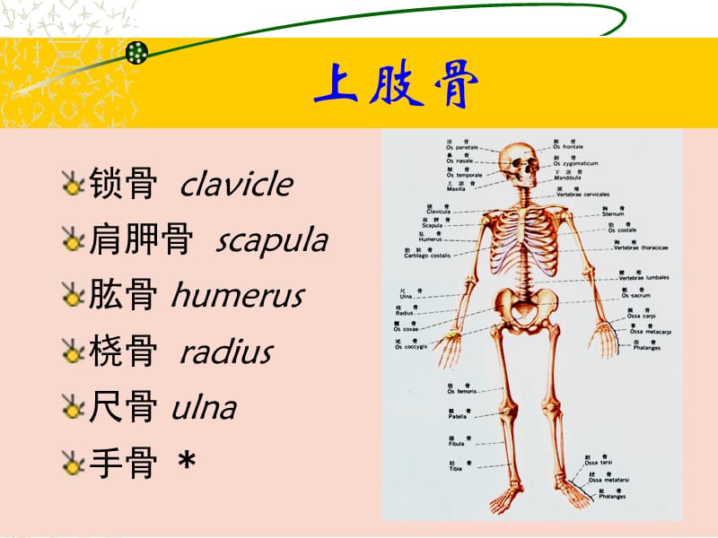 最新：上肢下肢解剖图例ppt课件-文档资料.ppt_第2页