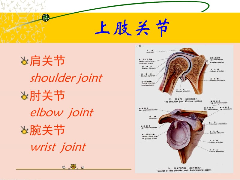 最新：上肢下肢解剖图例ppt课件-文档资料.ppt_第3页