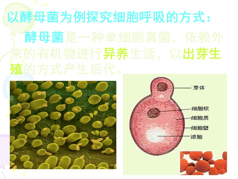 5-3-1细胞呼吸之酵母菌细胞呼吸的方式-精选文档.ppt_第1页