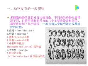 动物生物学2章多细胞动物的胚胎发育-PPT课件.ppt