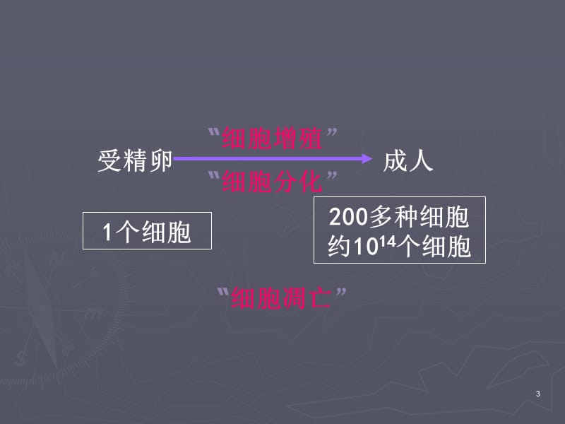 8细胞增殖分化异常与疾病3-精选文档.ppt_第3页