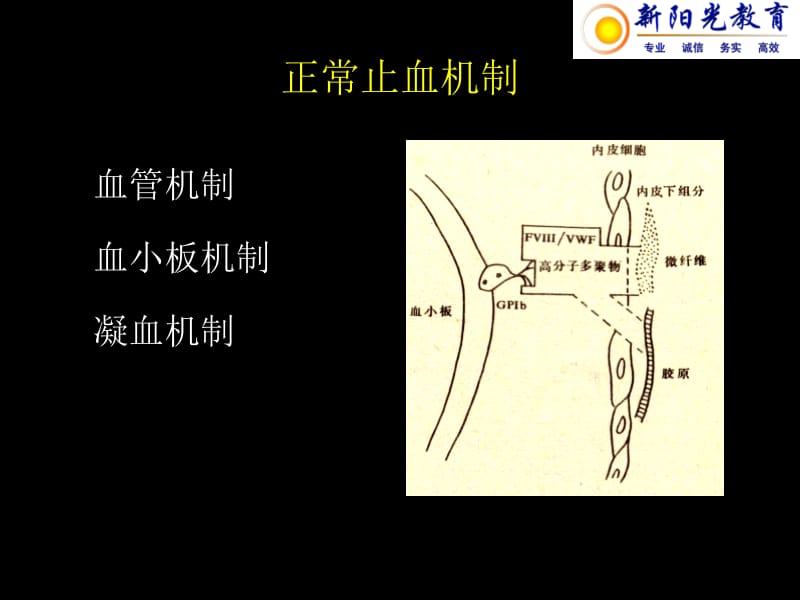 出血疾病-文档资料.ppt_第2页