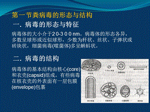 8医学病毒-医学免疫学与病原生物学2003-文档资料.ppt