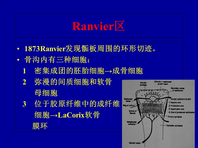 最新《小儿骨骺损伤》PPT课件-PPT文档.ppt_第3页