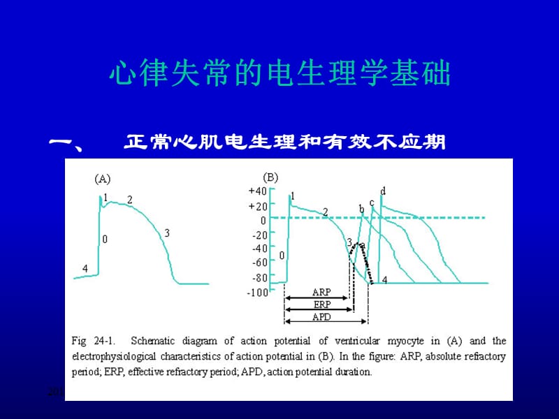 Pharmacology24颜光美药理学抗心律失常药-PPT文档.ppt_第2页