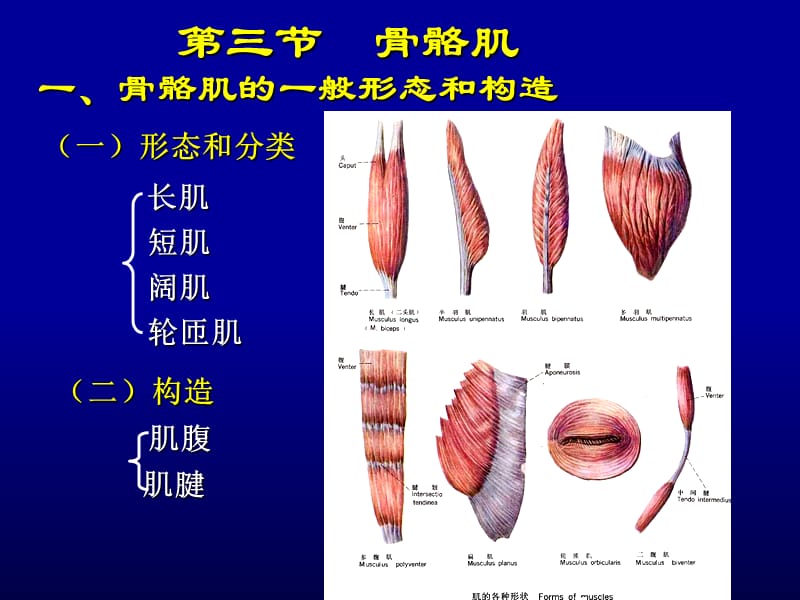 人体解剖学04运动系统2-PPT文档.ppt_第2页