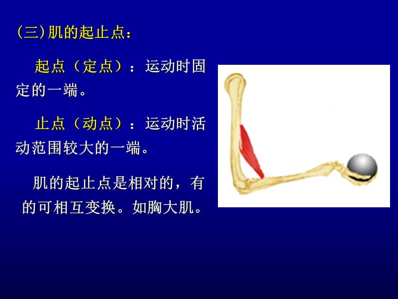 人体解剖学04运动系统2-PPT文档.ppt_第3页