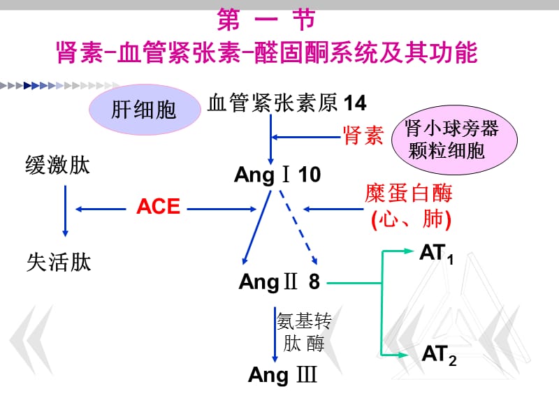 最新作用于肾素血管紧张素醛固酮系统药物-PPT文档.ppt_第1页