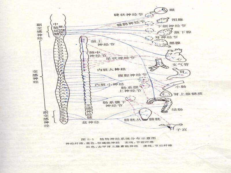 传出神经系统药理学概论-PPT课件.ppt_第2页